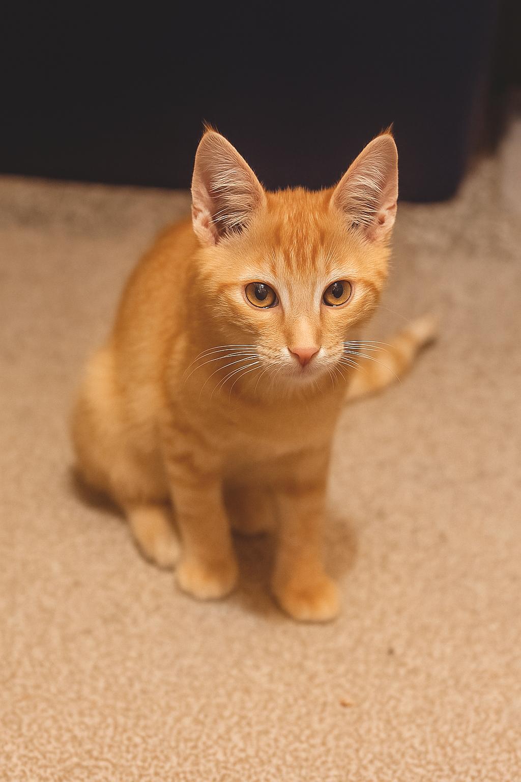 Dart (Brother of Dash)