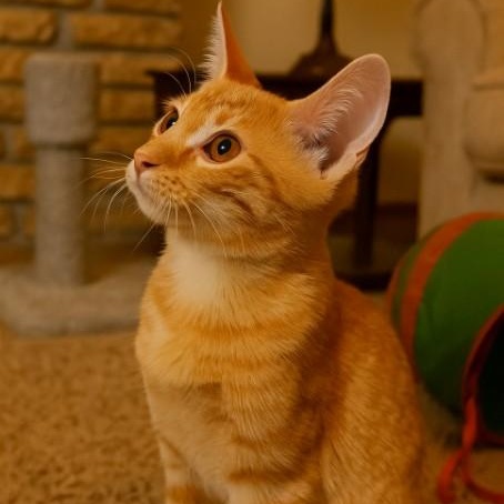 Dart (Brother of Dash)