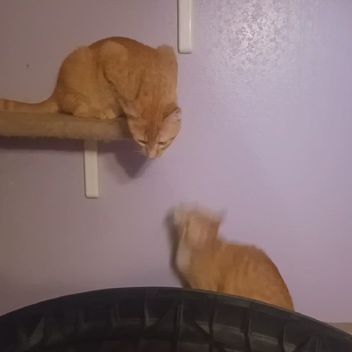 Enlarge Dart (Brother of Dash), a Adoptable mixed breed in Houston, TX video 2/5