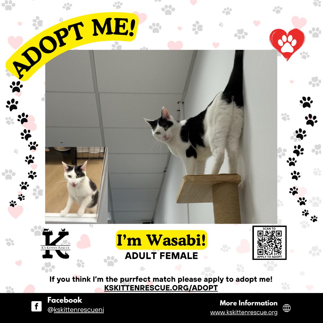 Wasabi, Adoptable, Adult Female Domestic Short Hair.