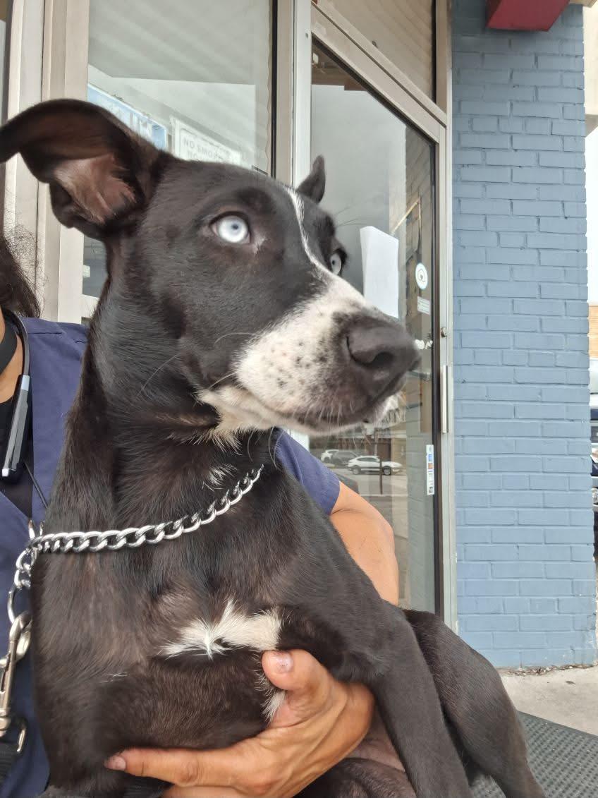 Gabby, Adoptable, Puppy Female Husky & Mixed Breed.