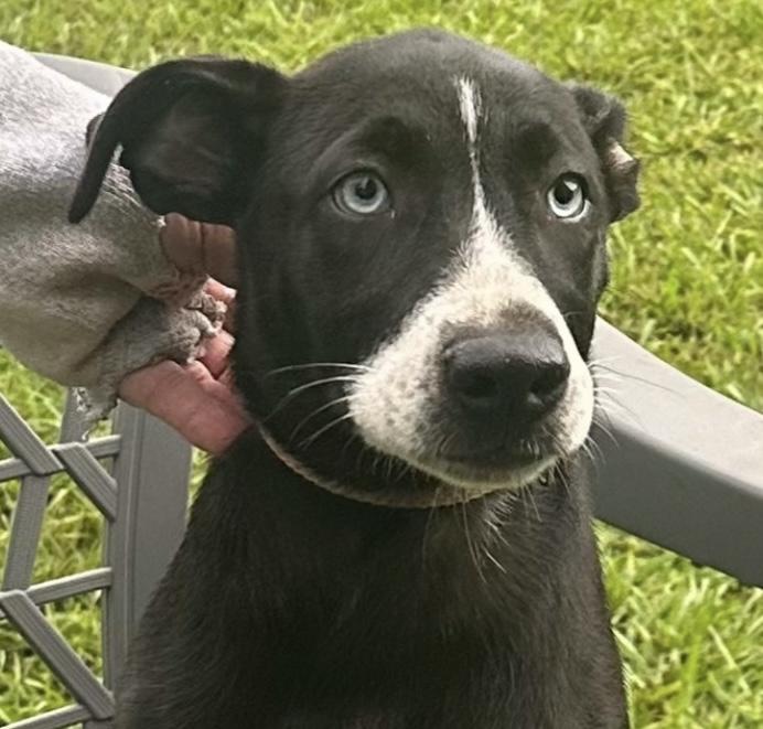 Enlarge Gabby, a Adoptable mixed breed in Parma, OH image 2/3
