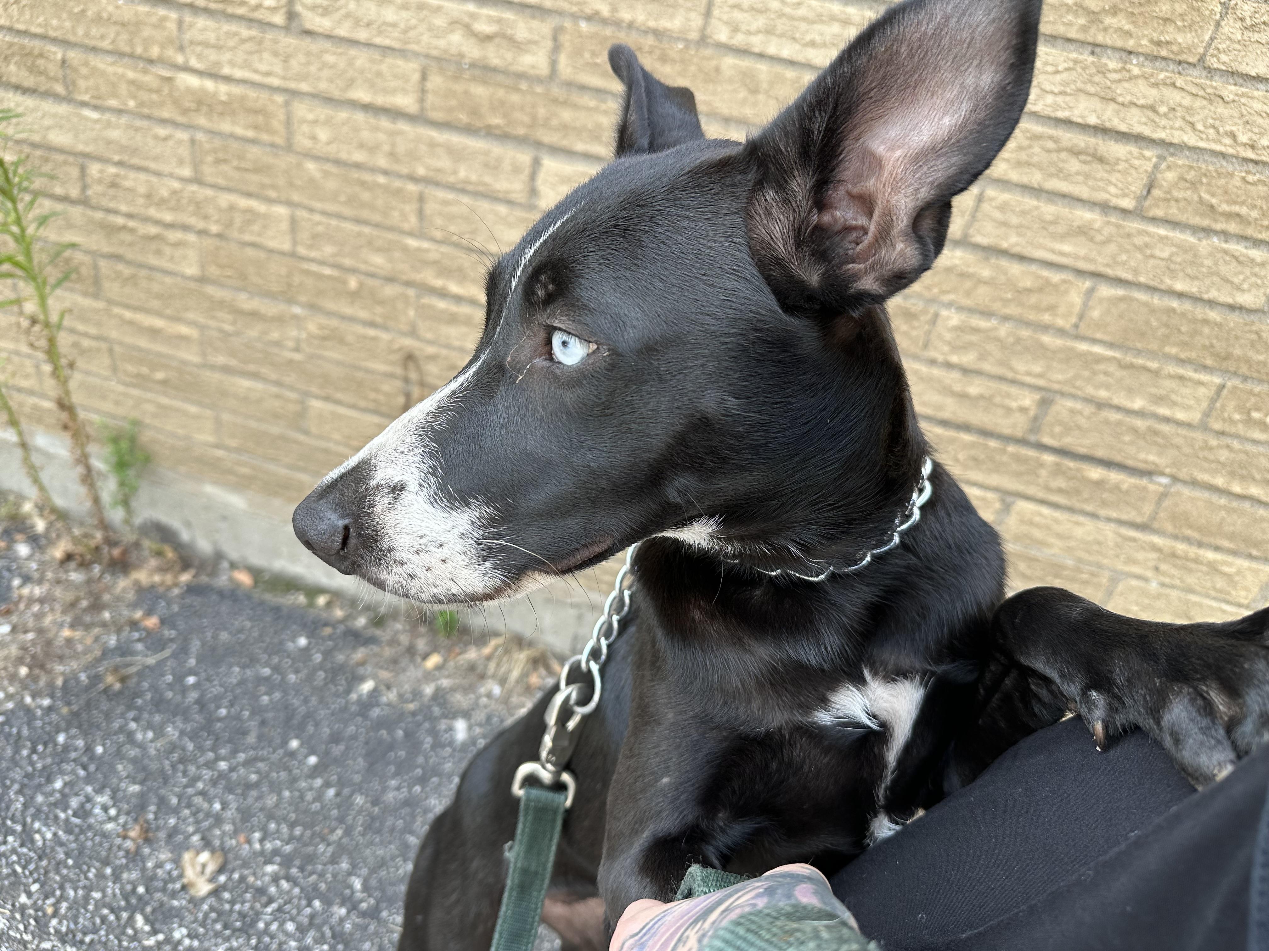 Enlarge Gabby, a Adoptable mixed breed in Parma, OH image 3/3