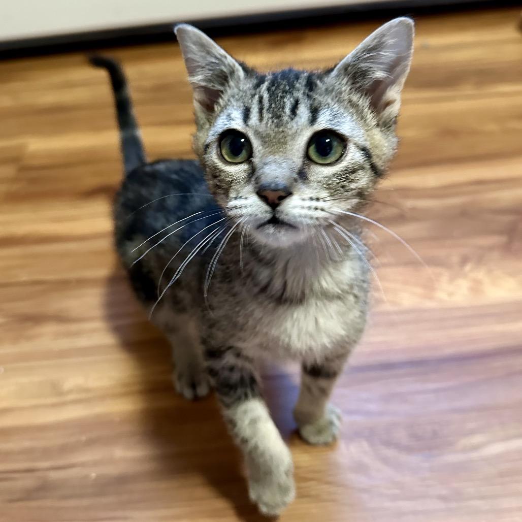 Enlarge Edmund, a Adoptable Domestic Short Hair in Kenai, AK image 1/2