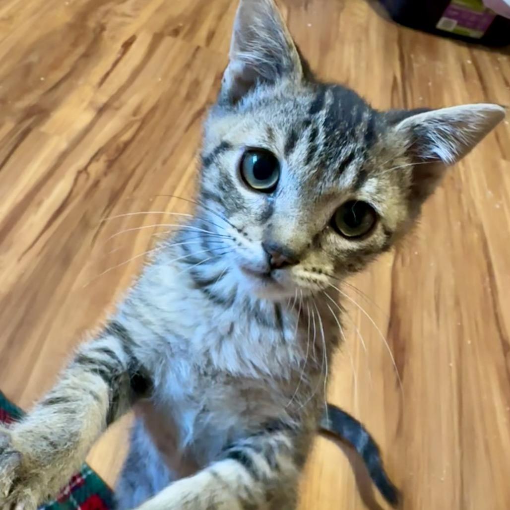 Enlarge Edmund, a Adoptable Domestic Short Hair in Kenai, AK image 2/2