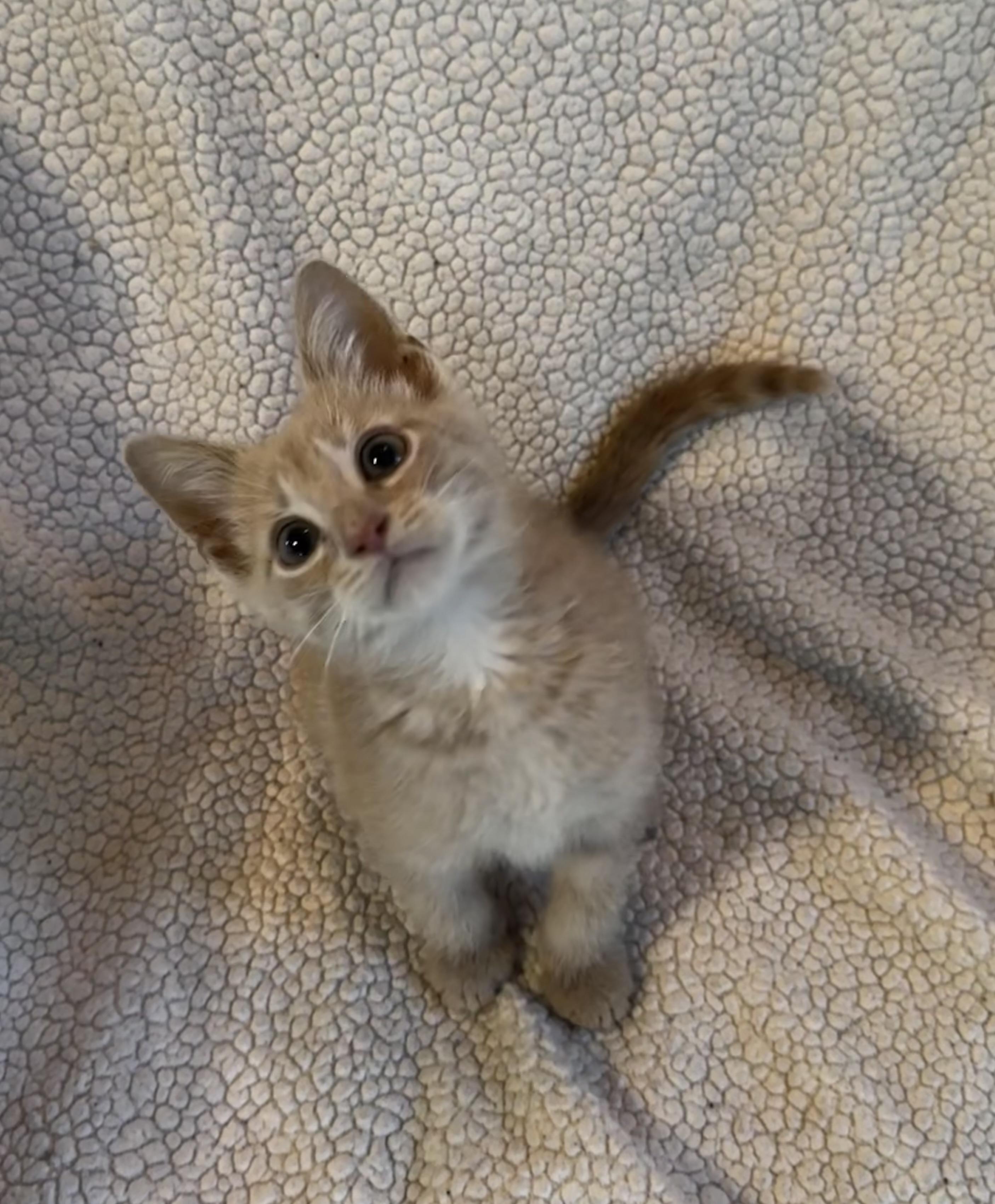 Enlarge Dwight, a Adopted Domestic Short Hair in Saginaw, MI image 5/6