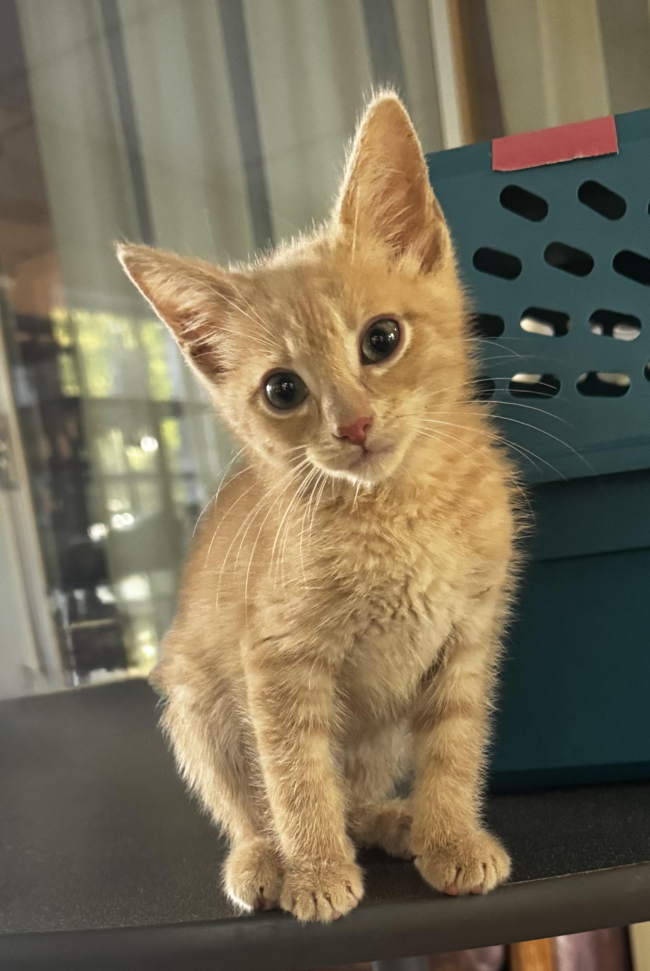Enlarge Dwight, a Adopted Domestic Short Hair in Saginaw, MI image 3/6