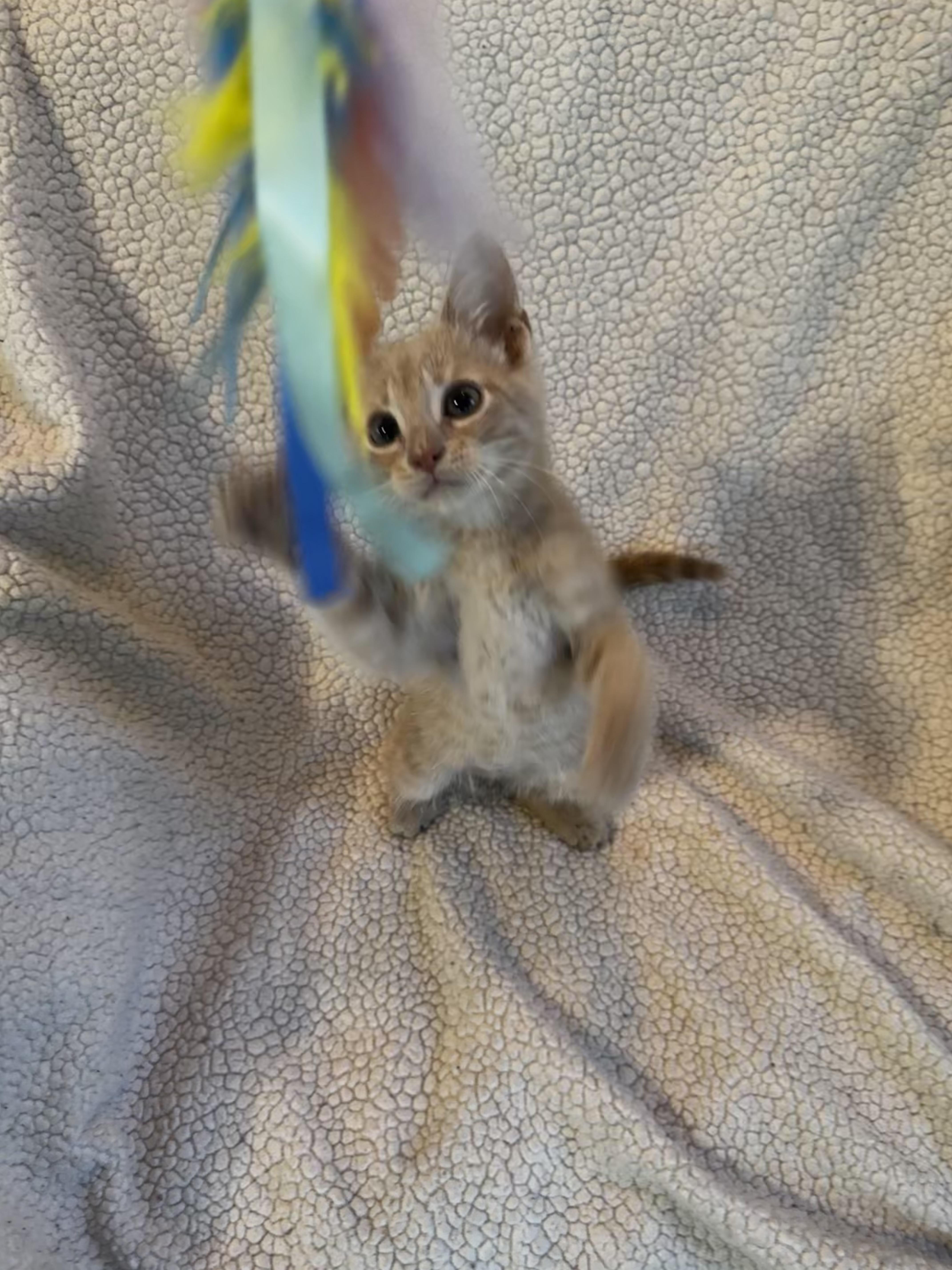 Enlarge Dwight, a Adopted Domestic Short Hair in Saginaw, MI image 6/6