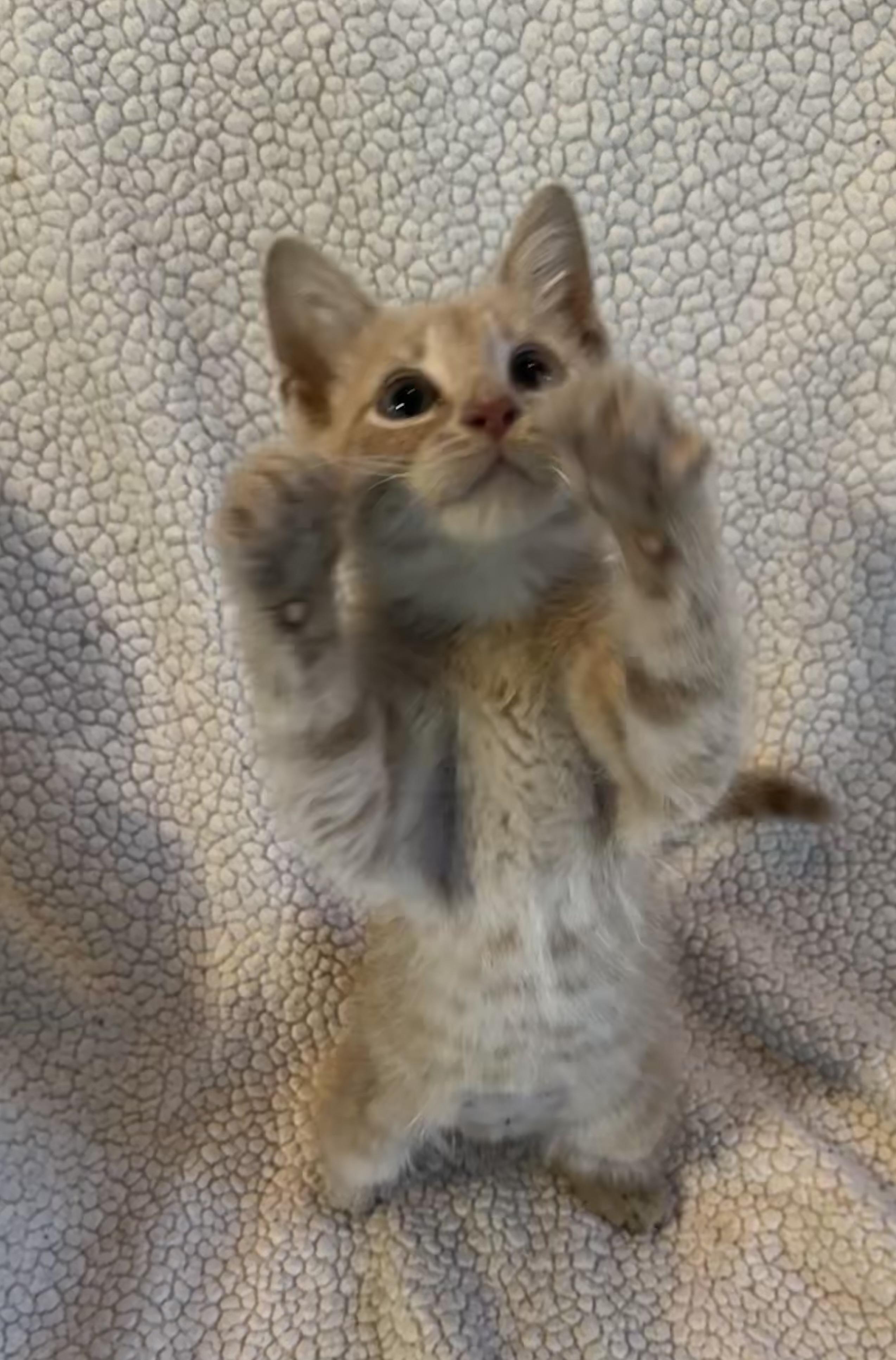 Enlarge Dwight, a Adopted Domestic Short Hair in Saginaw, MI image 2/6