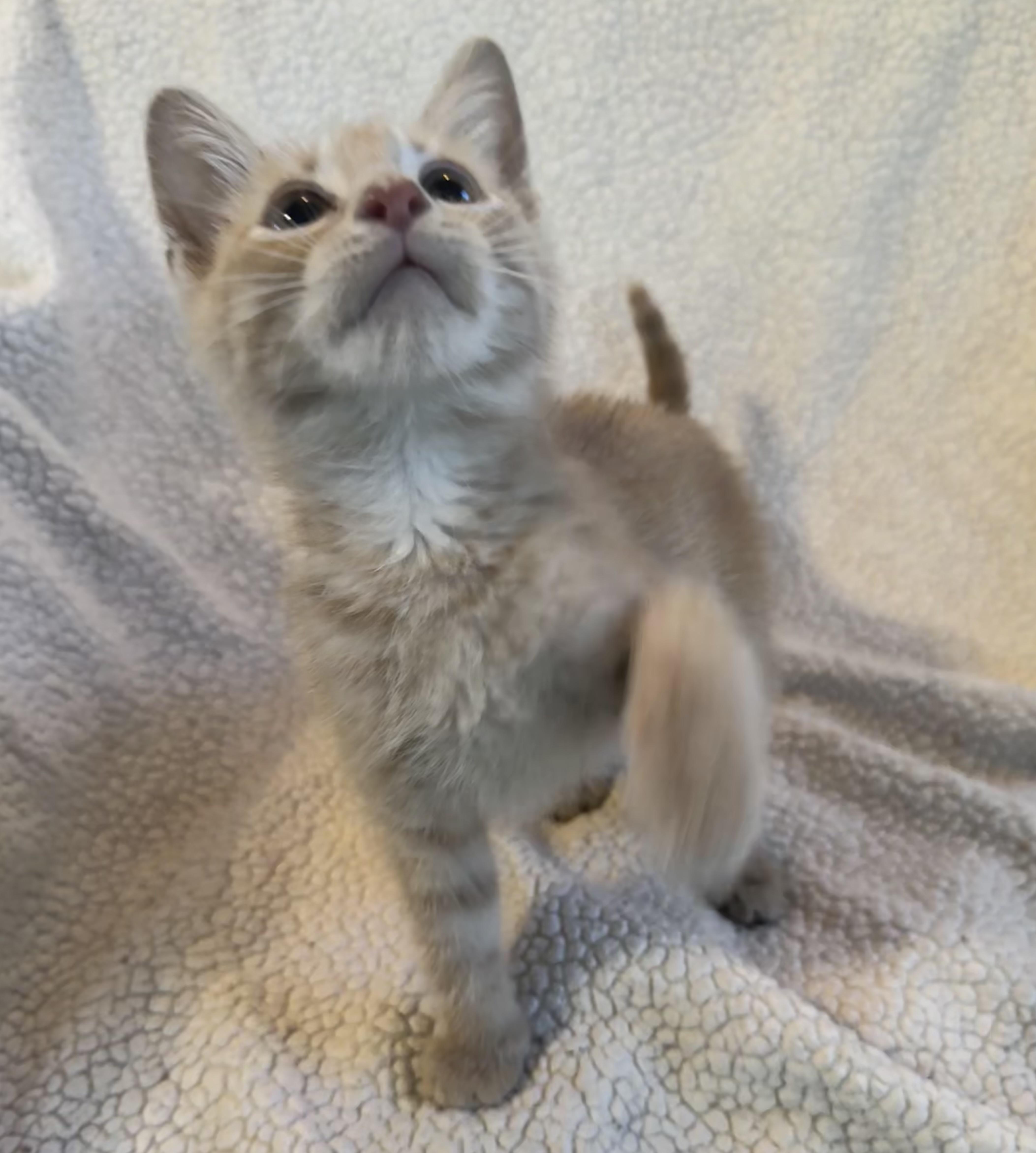 Enlarge Dwight, a Adopted Domestic Short Hair in Saginaw, MI image 1/6