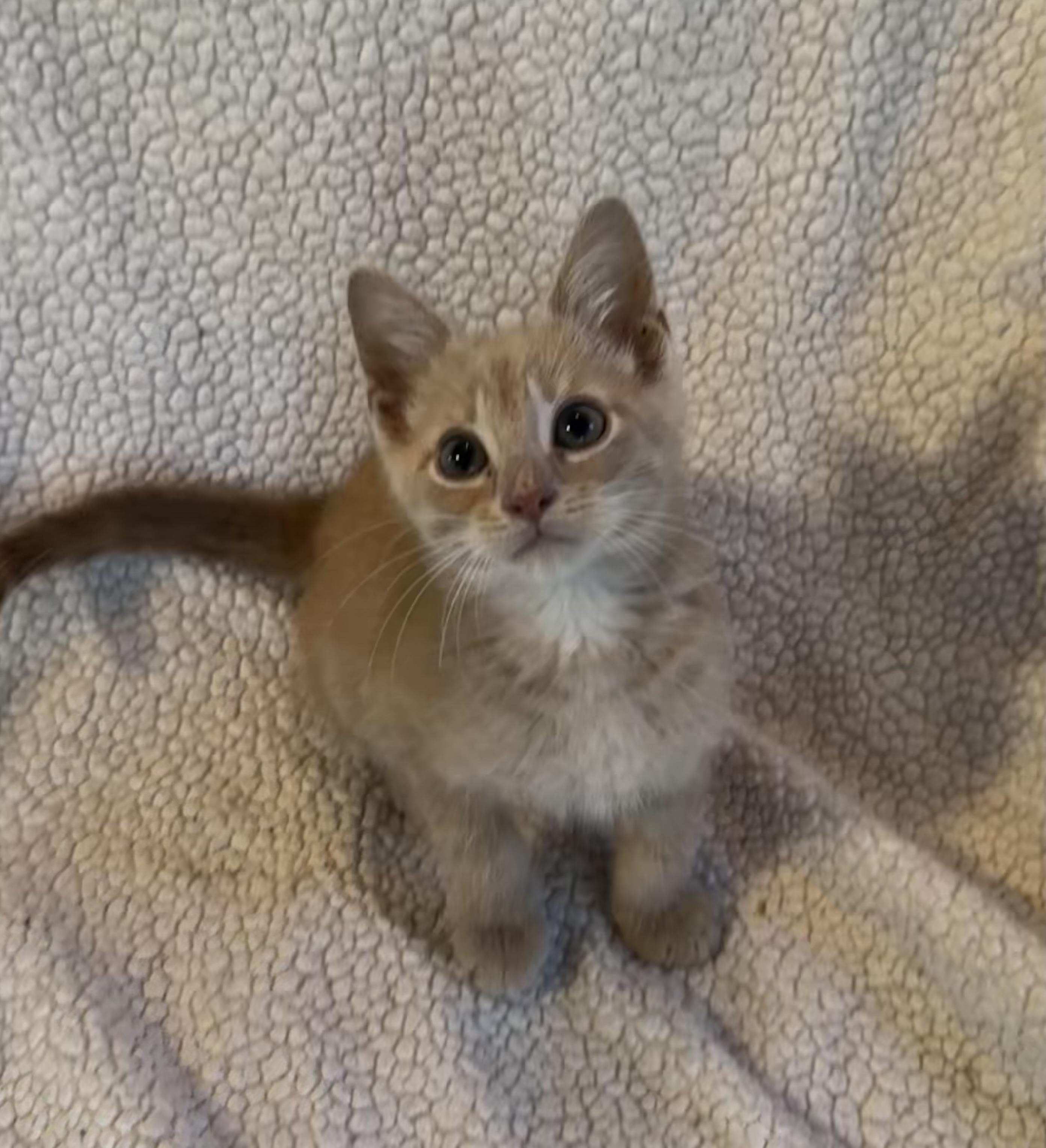 Enlarge Dwight, a Adopted Domestic Short Hair in Saginaw, MI image 4/6
