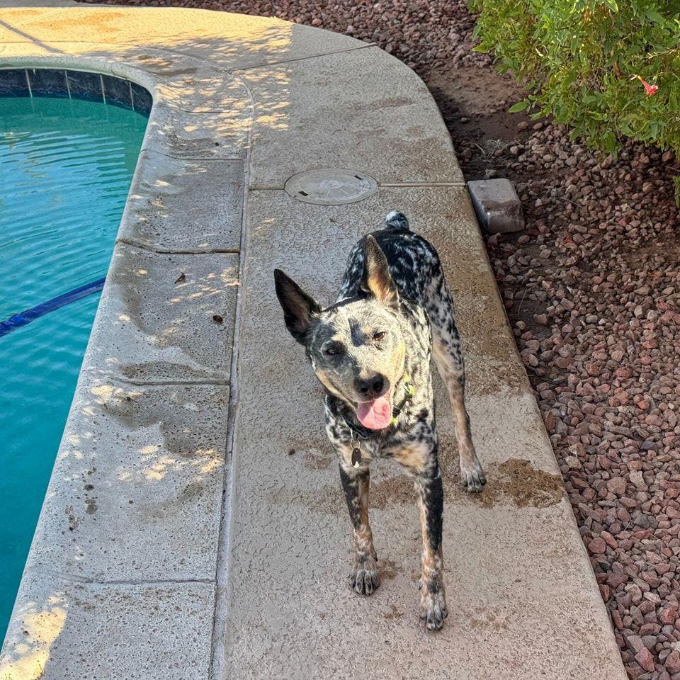 Enlarge Cora (Courtesy post), a Adoptable Australian Cattle Dog / Blue Heeler in Phoenix, AZ image 1/3