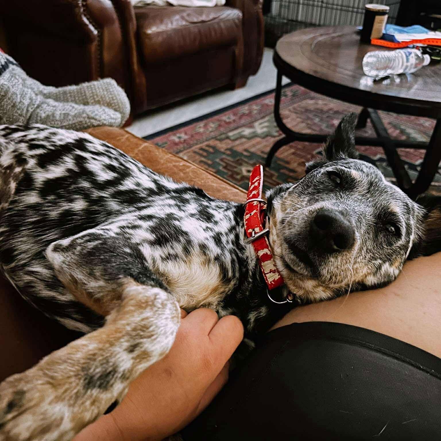 Enlarge Cora (Courtesy post), a Adoptable Australian Cattle Dog / Blue Heeler in Phoenix, AZ image 2/3