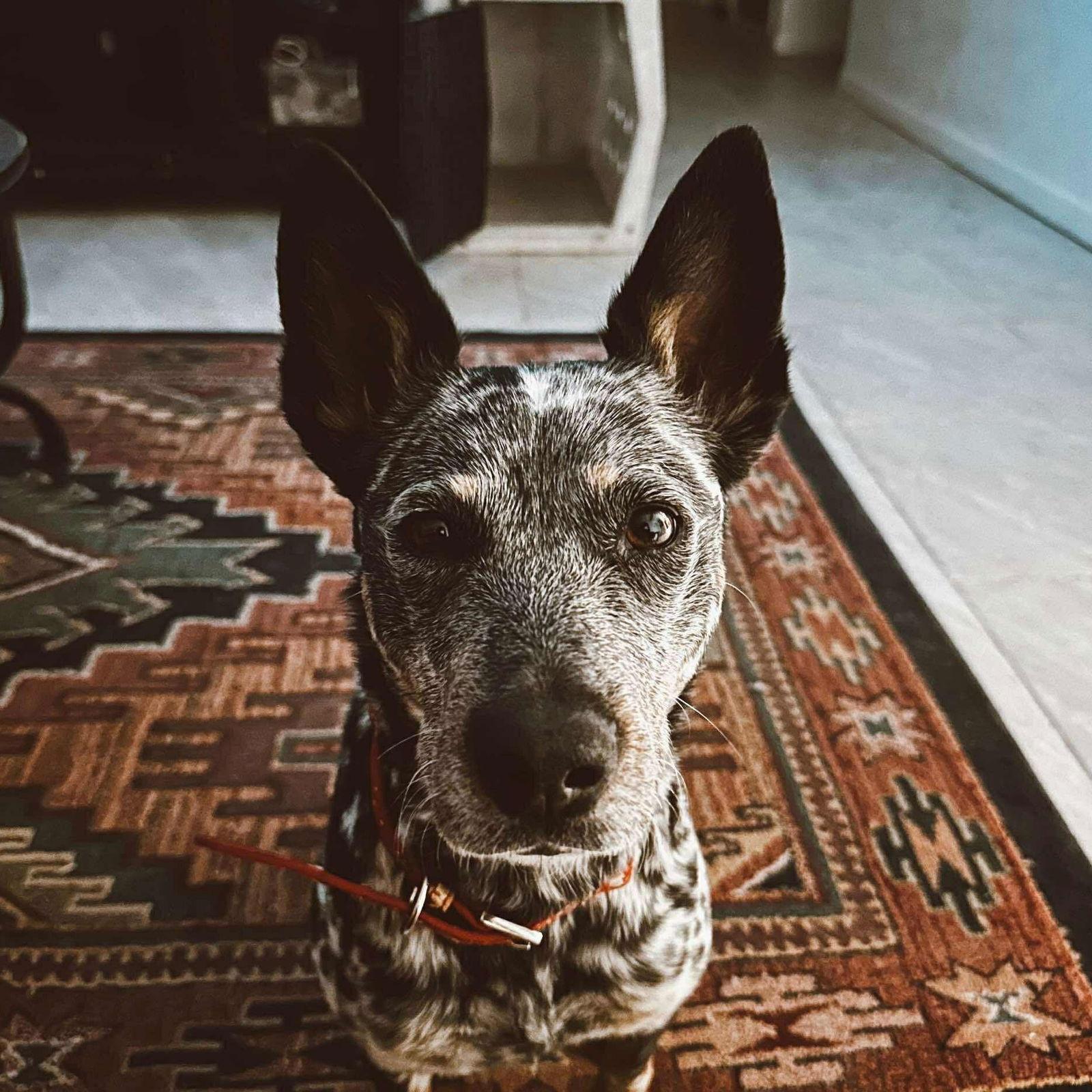 Enlarge Cora (Courtesy post), a Adoptable Australian Cattle Dog / Blue Heeler in Phoenix, AZ image 3/3