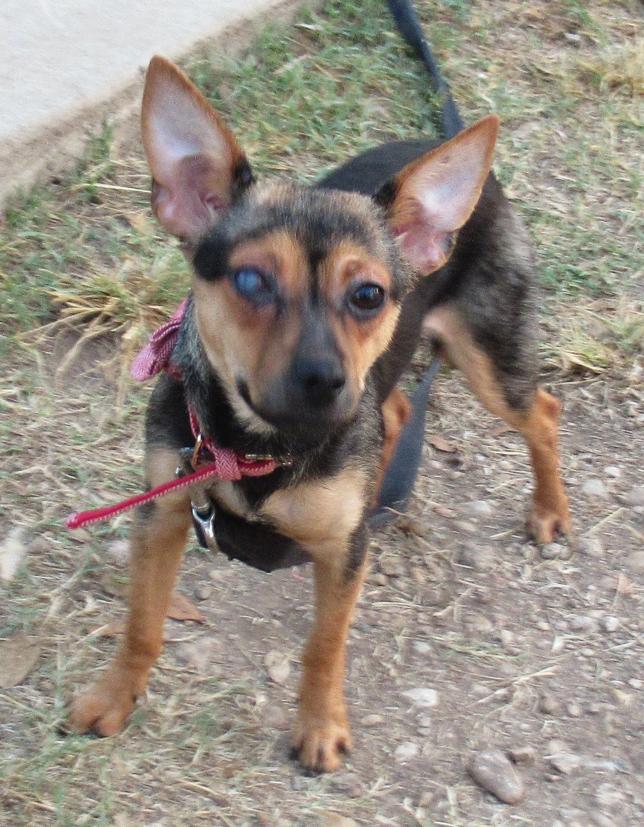 Dog for adoption Norton, a Mixed Breed in TX Petfinder