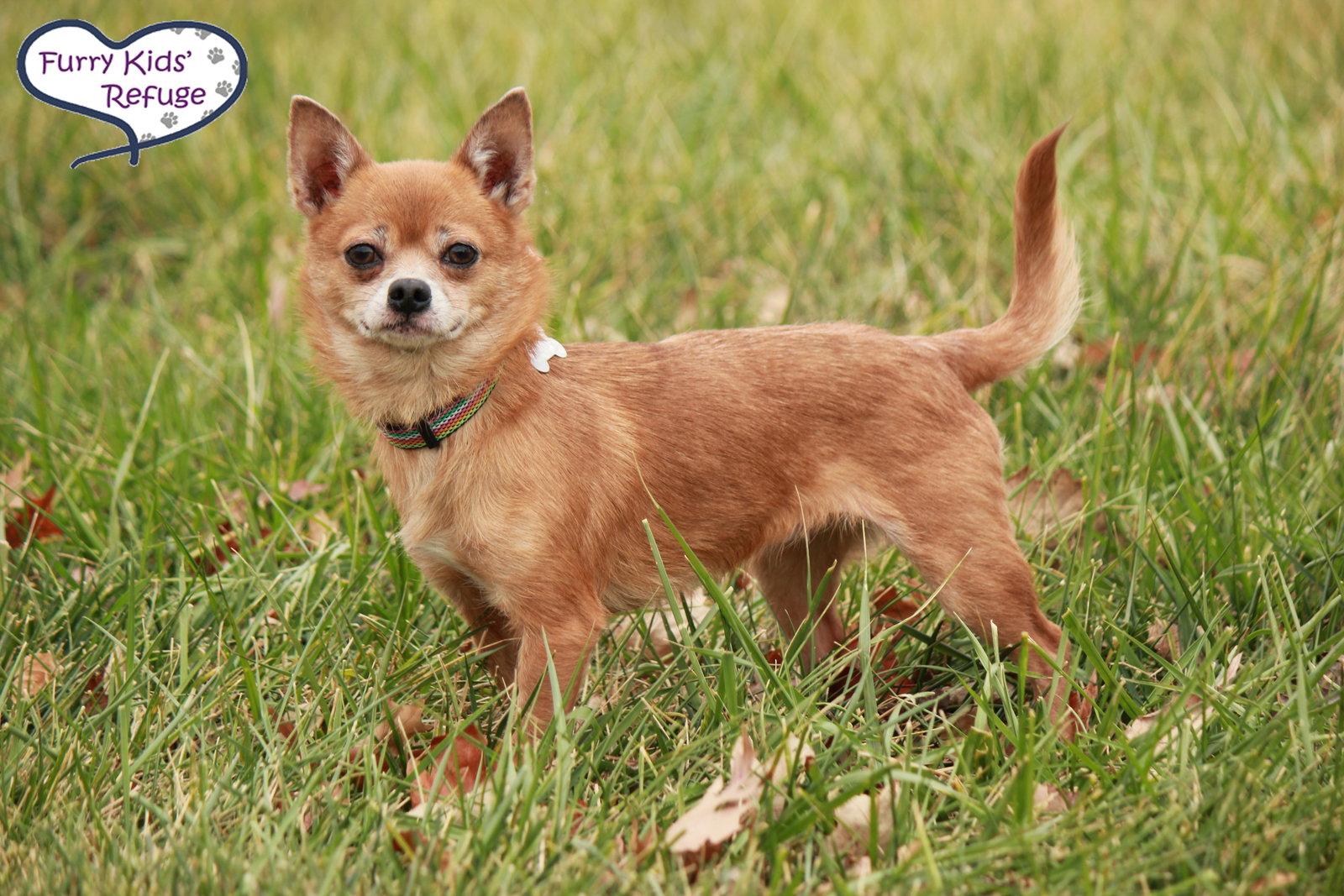 Enlarge Chi Chi, a Adopted Chihuahua in Lee's Summit, MO image 1/3