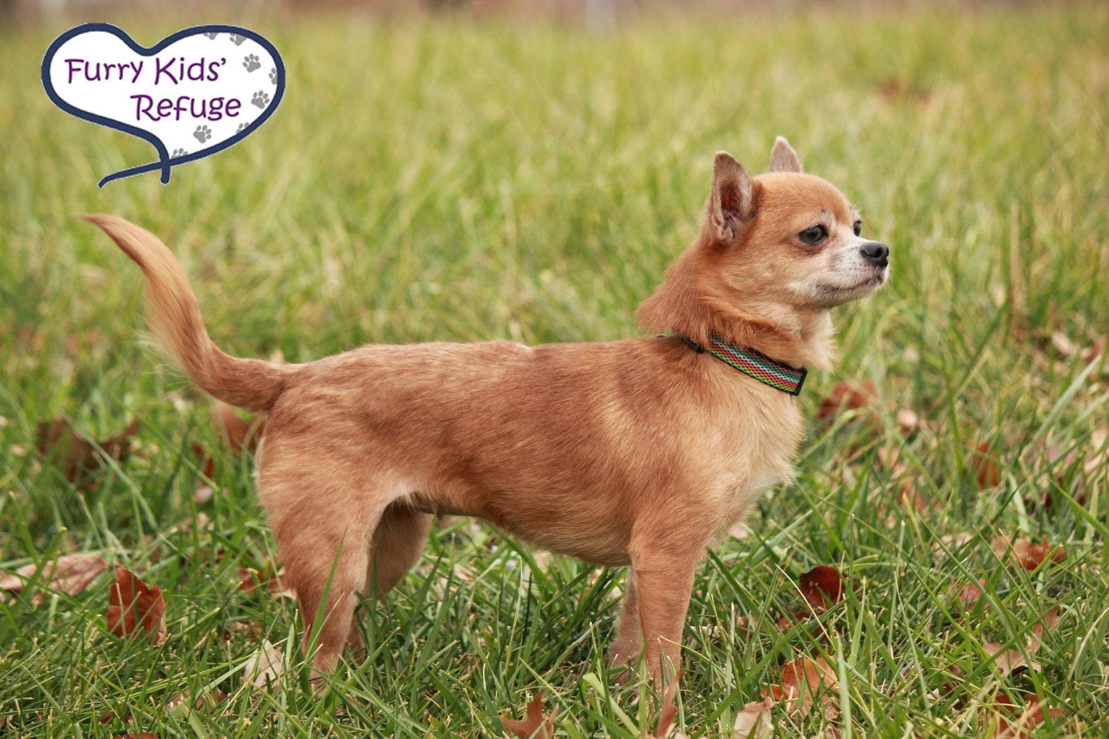 Enlarge Chi Chi, a Adopted Chihuahua in Lee's Summit, MO image 2/3