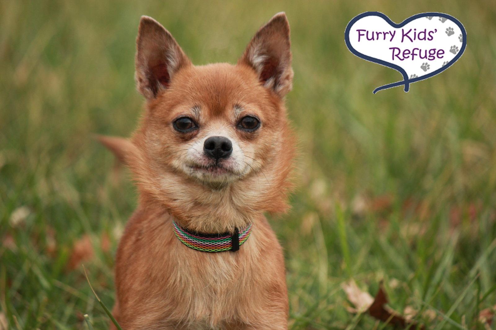 Enlarge Chi Chi, a Adopted Chihuahua in Lee's Summit, MO image 3/3