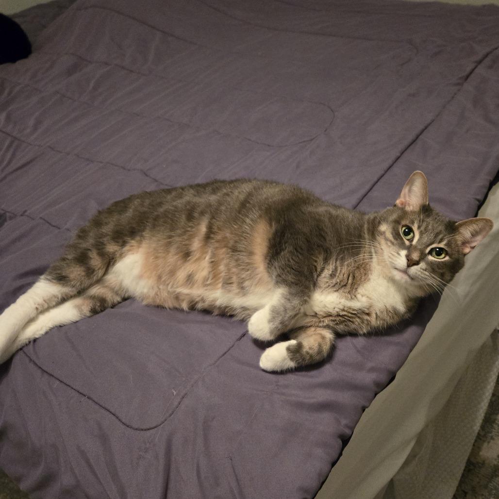 Enlarge Kylo, a Adoptable Domestic Short Hair in Las Vegas, NV image 1/1