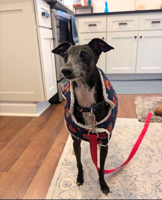 Enlarge Gucci, a Adopted Italian Greyhound in Cincinnati, OH image 1/3