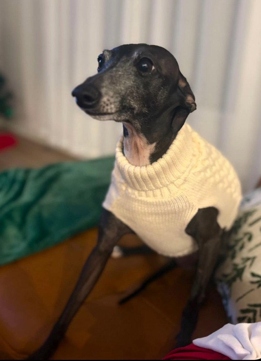 Enlarge Gucci, a Adopted Italian Greyhound in Cincinnati, OH image 2/3