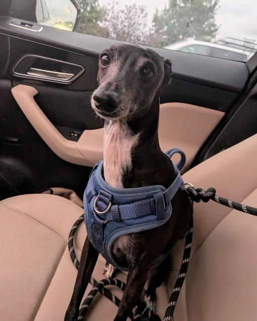 Enlarge Gucci, a Adopted Italian Greyhound in Cincinnati, OH image 3/3
