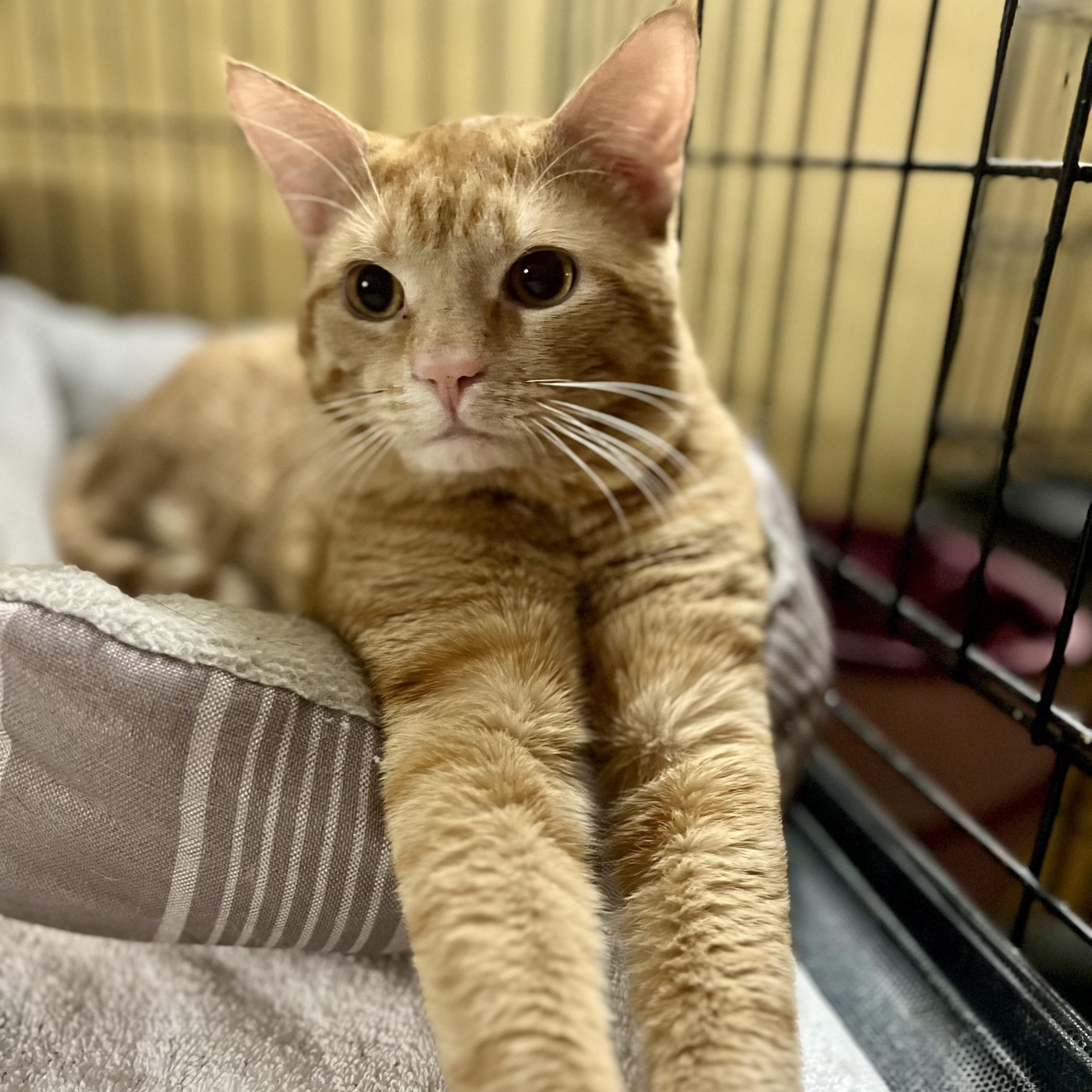 Norman, adopted, Adult Male Domestic Short Hair.