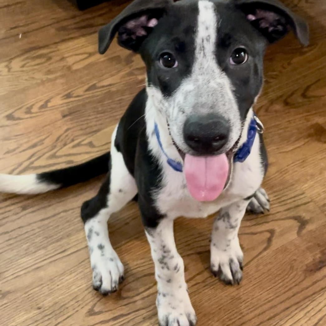 Finley CP, Adoptable, Puppy Male Pointer & Terrier.