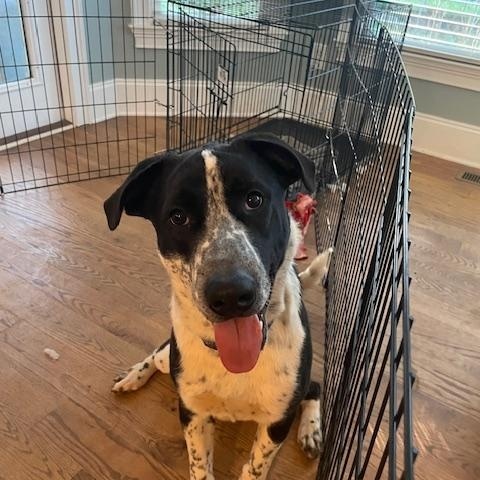 Enlarge Finley CP, a Adoptable mixed breed in Cumming, GA image 2/4