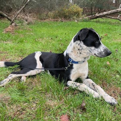 Enlarge Finley CP, a Adoptable mixed breed in Cumming, GA image 3/4