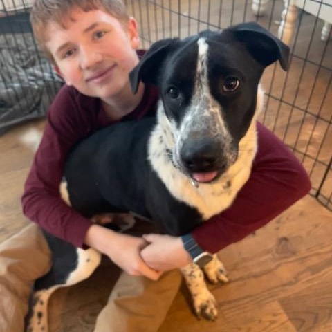 Enlarge Finley CP, a Adoptable mixed breed in Cumming, GA image 4/4