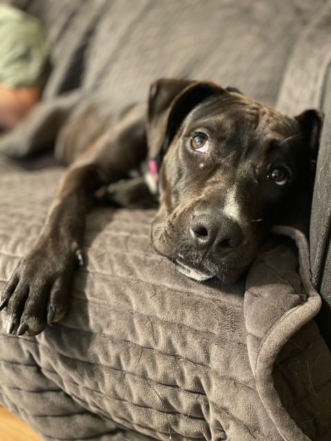 GENESIS, Adopted, Young Female American Staffordshire Terrier.