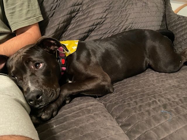 GENESIS, a Adopted mixed breed in Shreveport, LA image 2/8