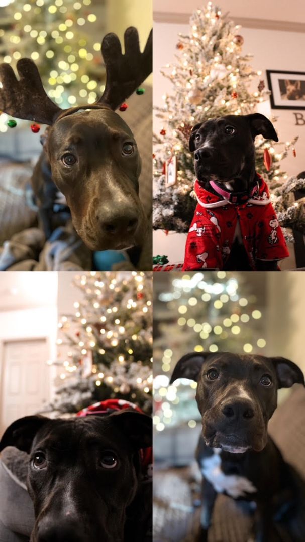 GENESIS, a Adopted mixed breed in Shreveport, LA image 3/8