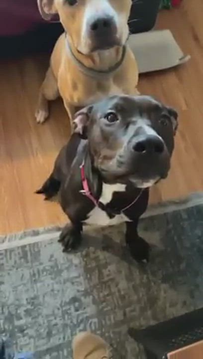 Enlarge GENESIS, a Adopted mixed breed in Shreveport, LA video 7/8