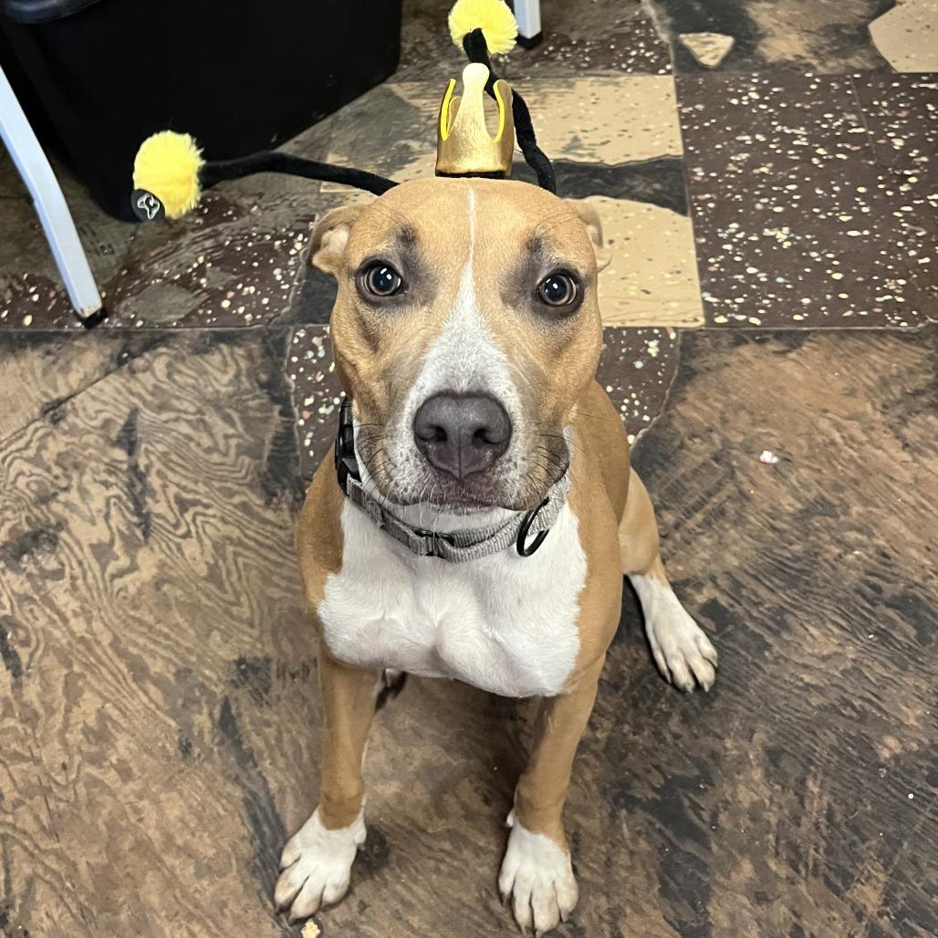 Yama, Adoptable, Young Female Boxer & Labrador Retriever.