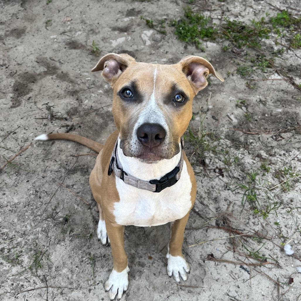 Yama, a Adoptable mixed breed in North Myrtle Beach, SC image 2/3