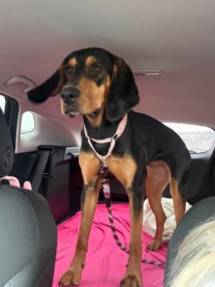 Enlarge Bella, a Adoptable mixed breed in Shawano, WI image 2/3