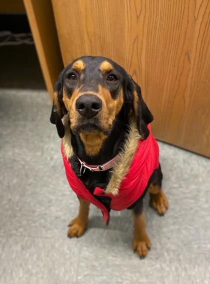 Enlarge Bella, a Adoptable mixed breed in Shawano, WI image 3/3