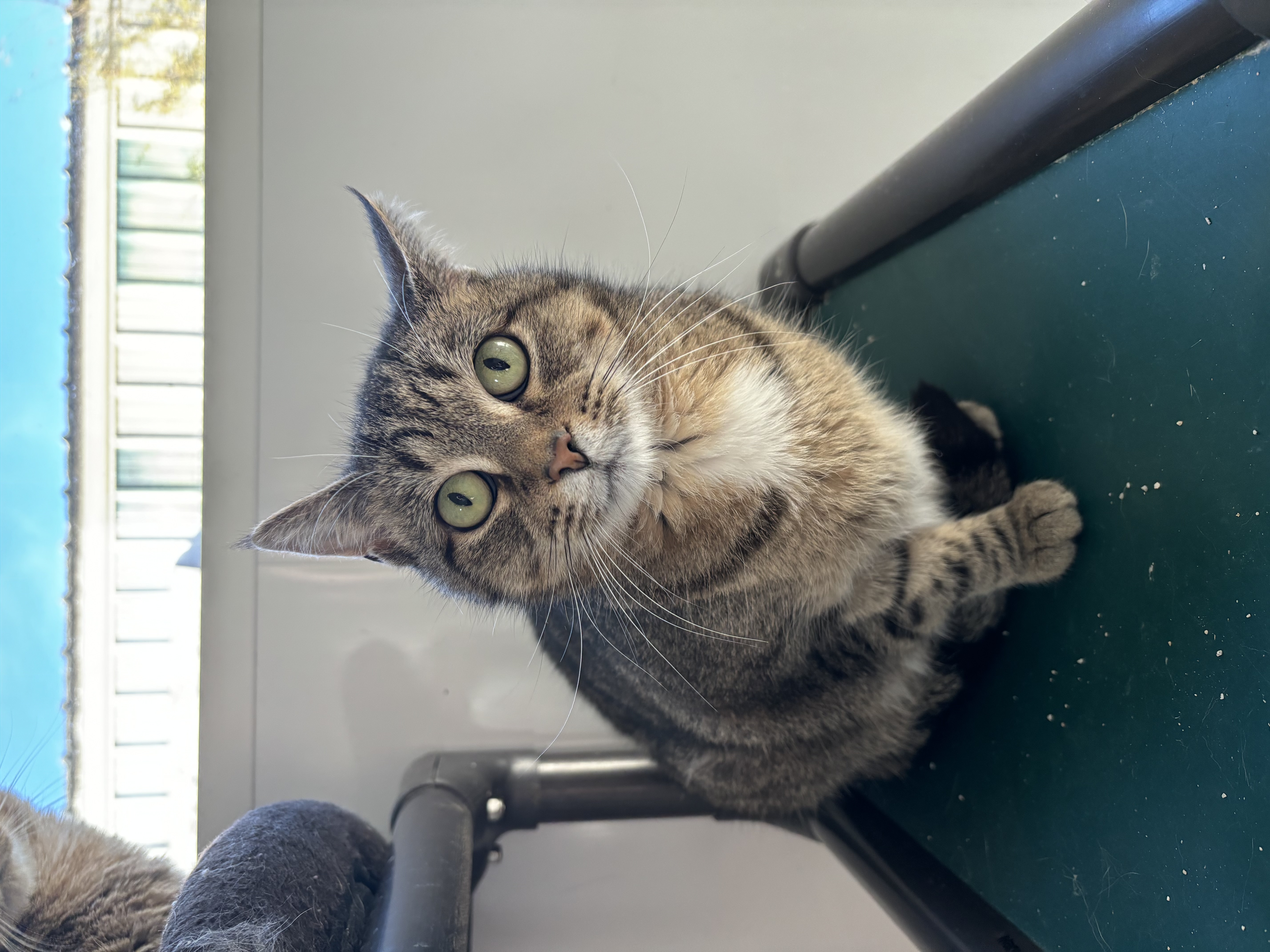Storm - Adoption Fee Sponsored!