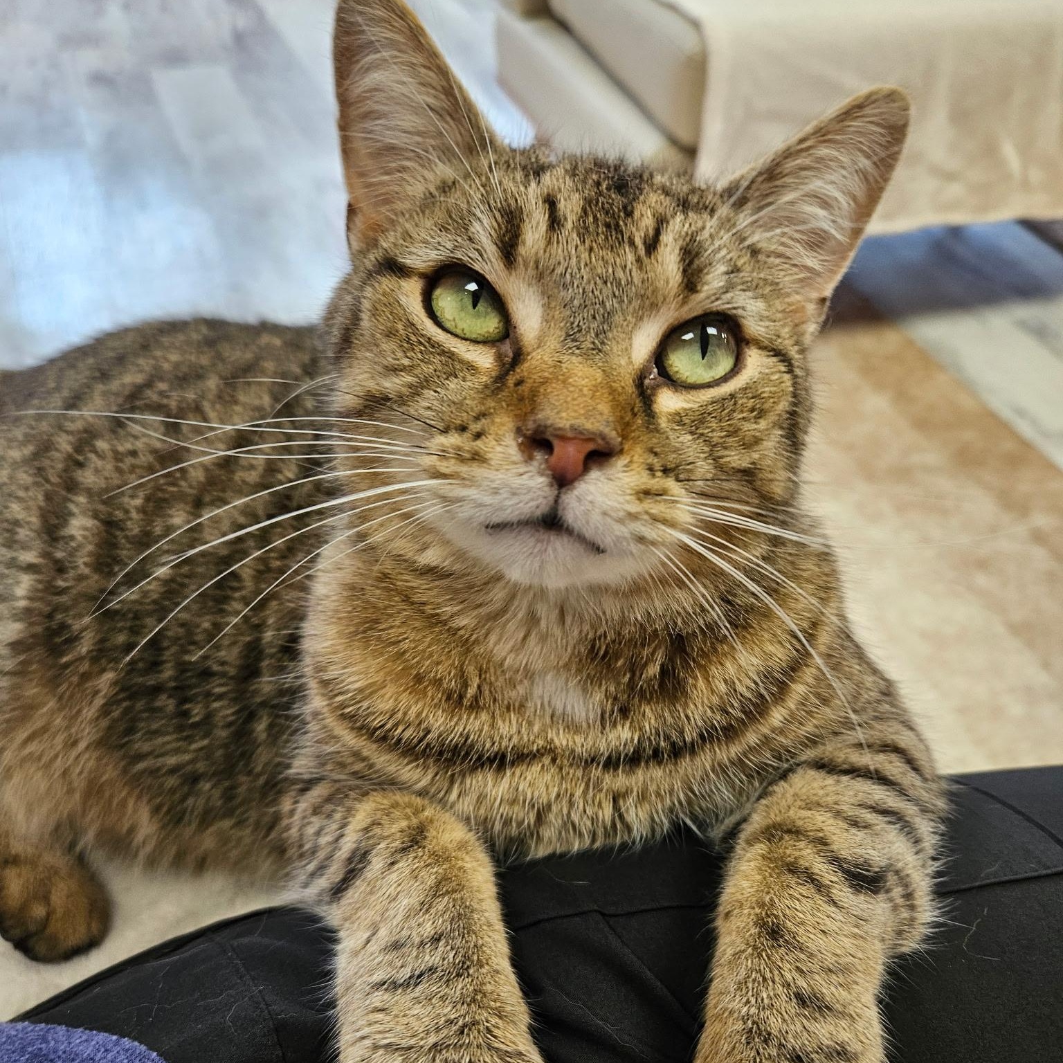 Enlarge Wilbur, a ADOPTABLE Tabby in Altoona, PA image 3/3