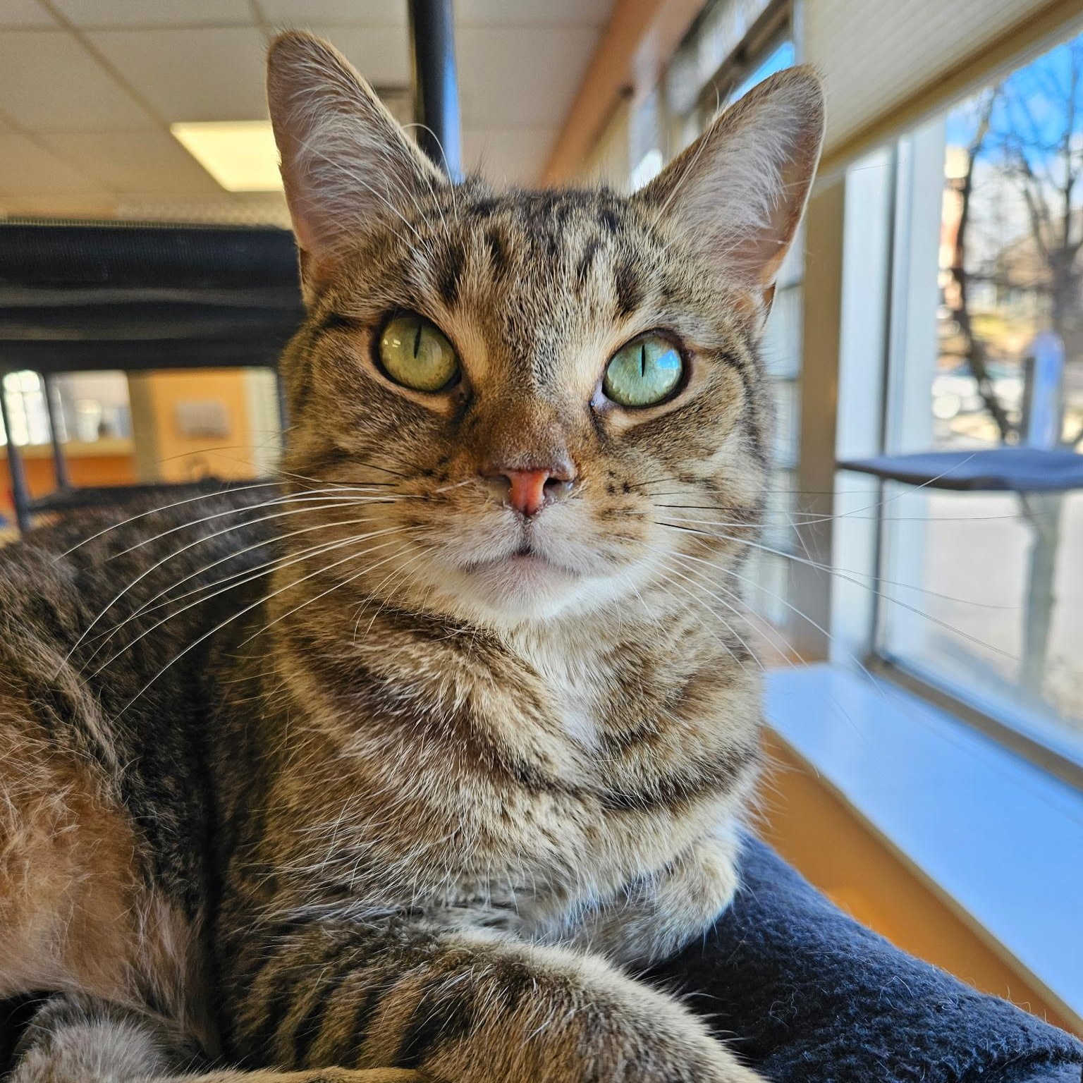 Wilbur, ADOPTABLE, Adult Male Tabby.