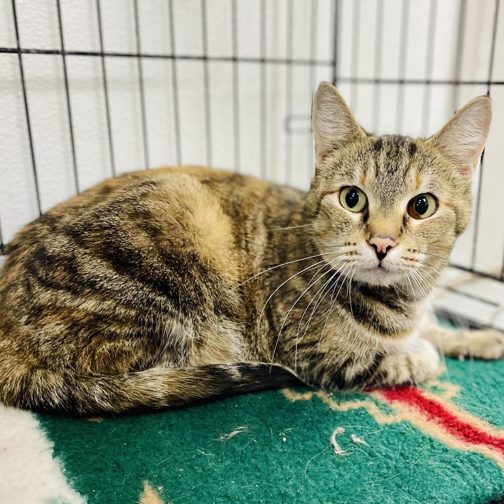 Mickey, Adoptable, Young Female Domestic Short Hair.