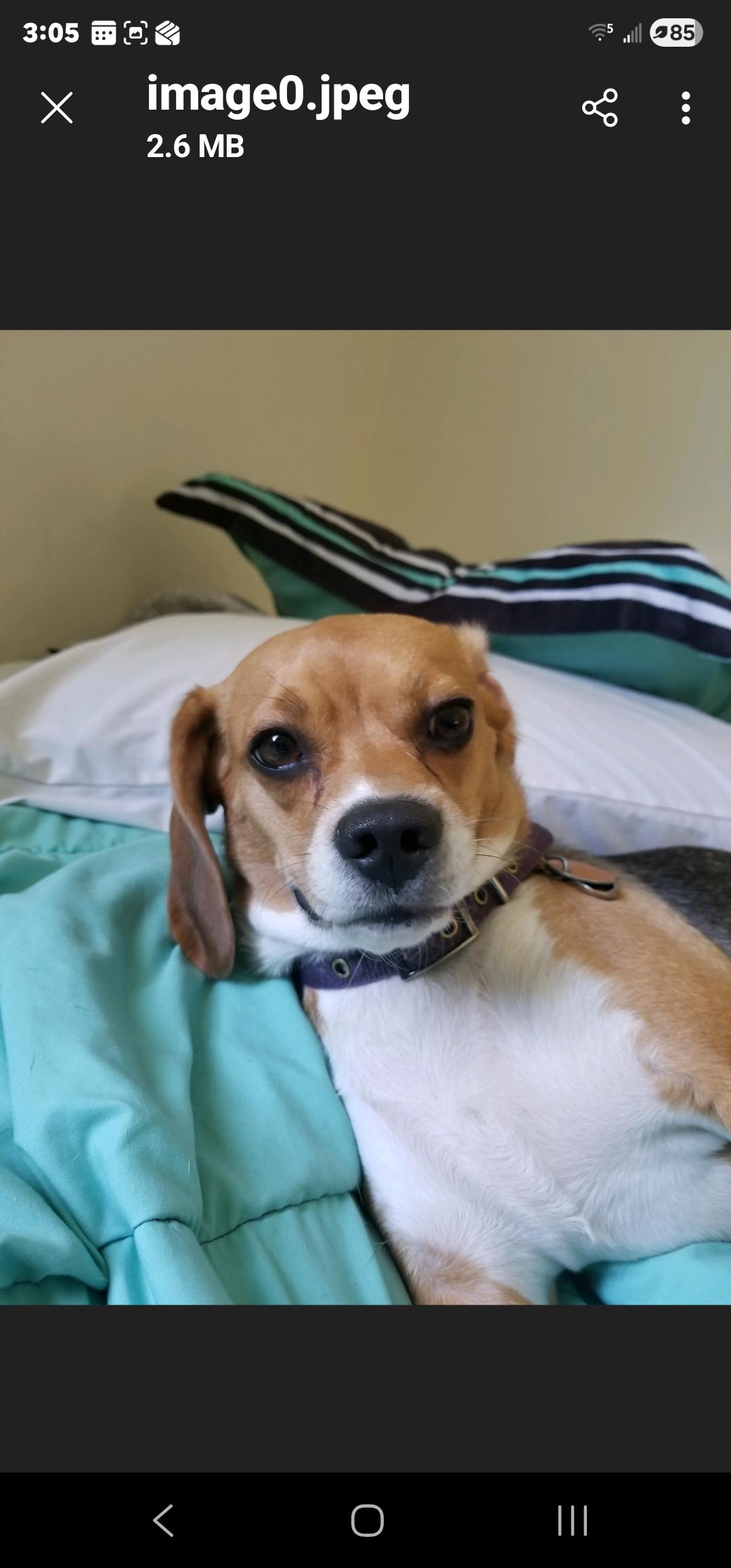 Enlarge Leah, a ADOPTABLE Beagle in Bristol, VT image 1/2