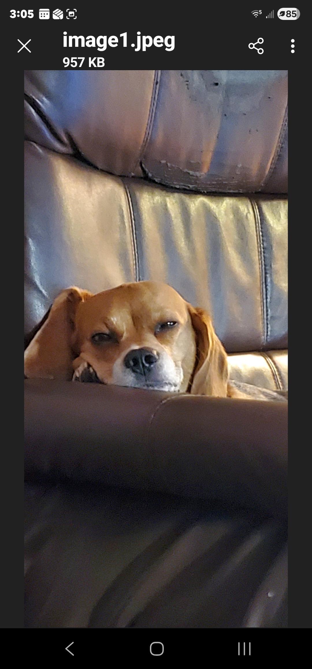 Enlarge Leah, a ADOPTABLE Beagle in Bristol, VT image 2/2