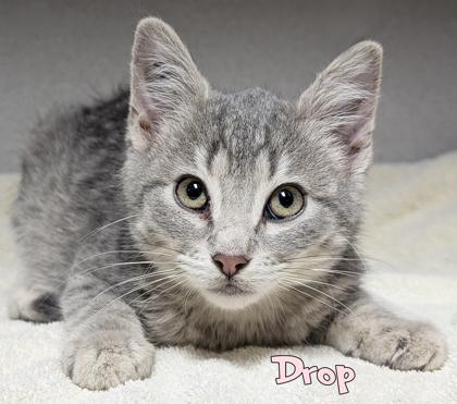 Enlarge Drop, a Adoptable mixed breed in Mason, MI image 1/1