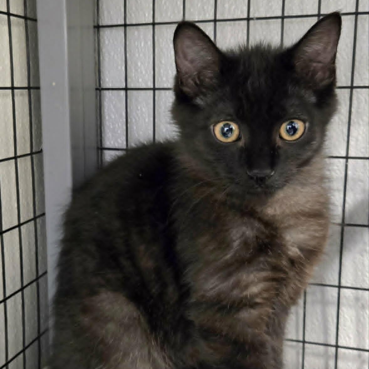 Enlarge Salem, an adopted Domestic Short Hair in Watertown, WI image 2/2