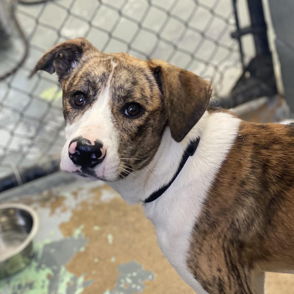 Enlarge Barry, a Adoptable mixed breed in Tuscaloosa, AL image 1/3