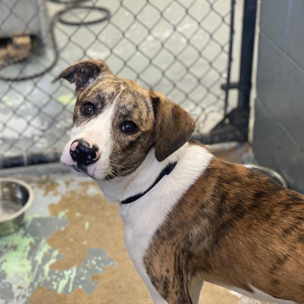 Enlarge Barry, a Adoptable mixed breed in Tuscaloosa, AL image 2/3