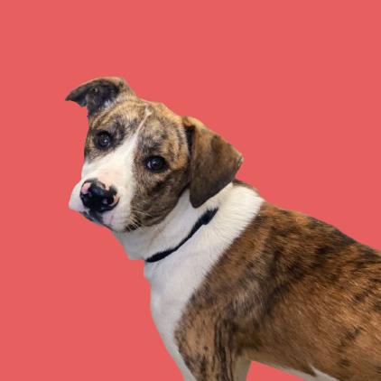 Enlarge Barry, a Adoptable mixed breed in Tuscaloosa, AL image 3/3